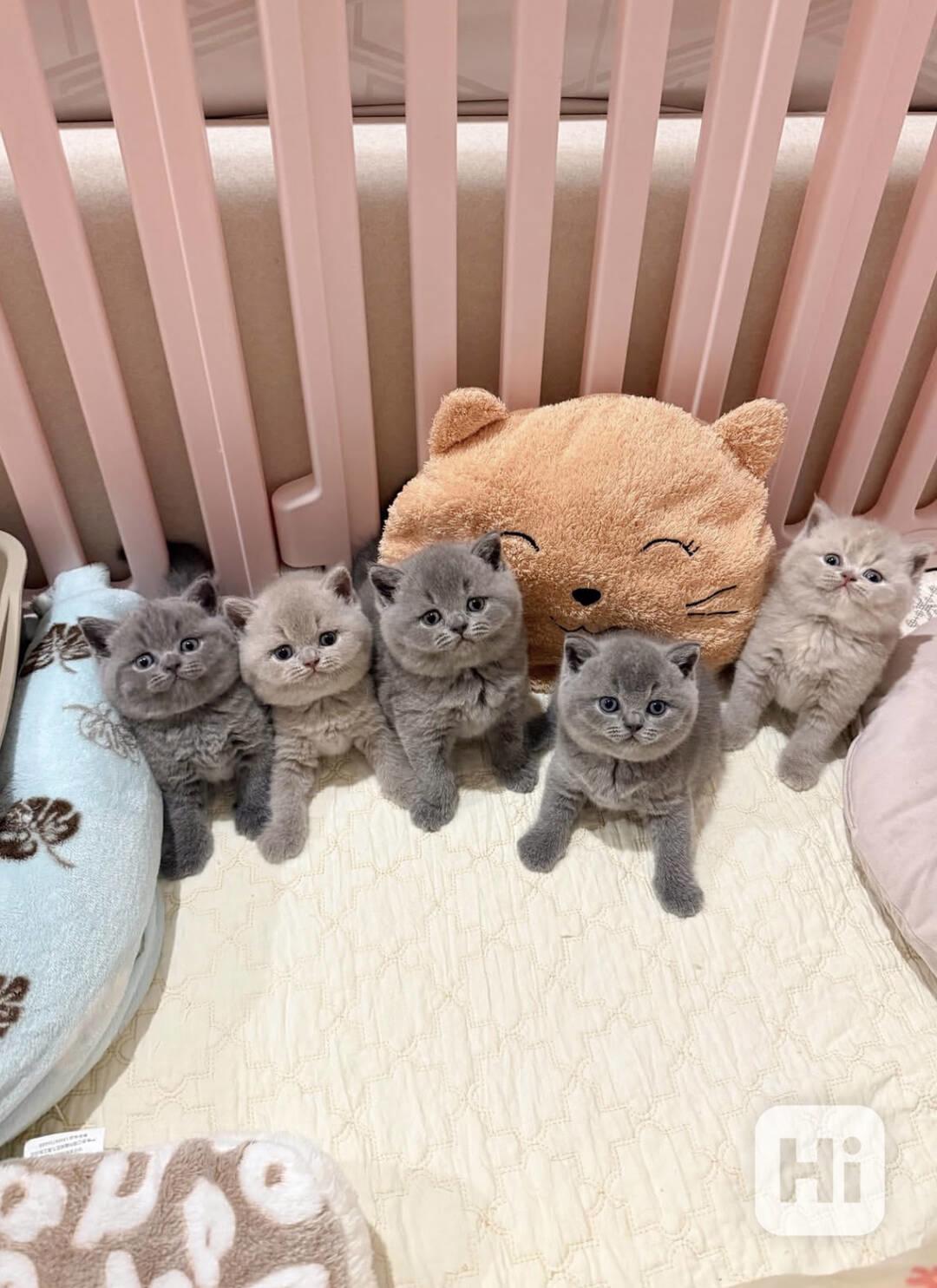 5 britských krátkosrstých koťat – šampionské linie - foto 1