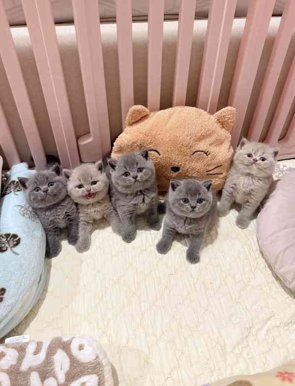 5 britských krátkosrstých koťat – šampionské linie - foto 2