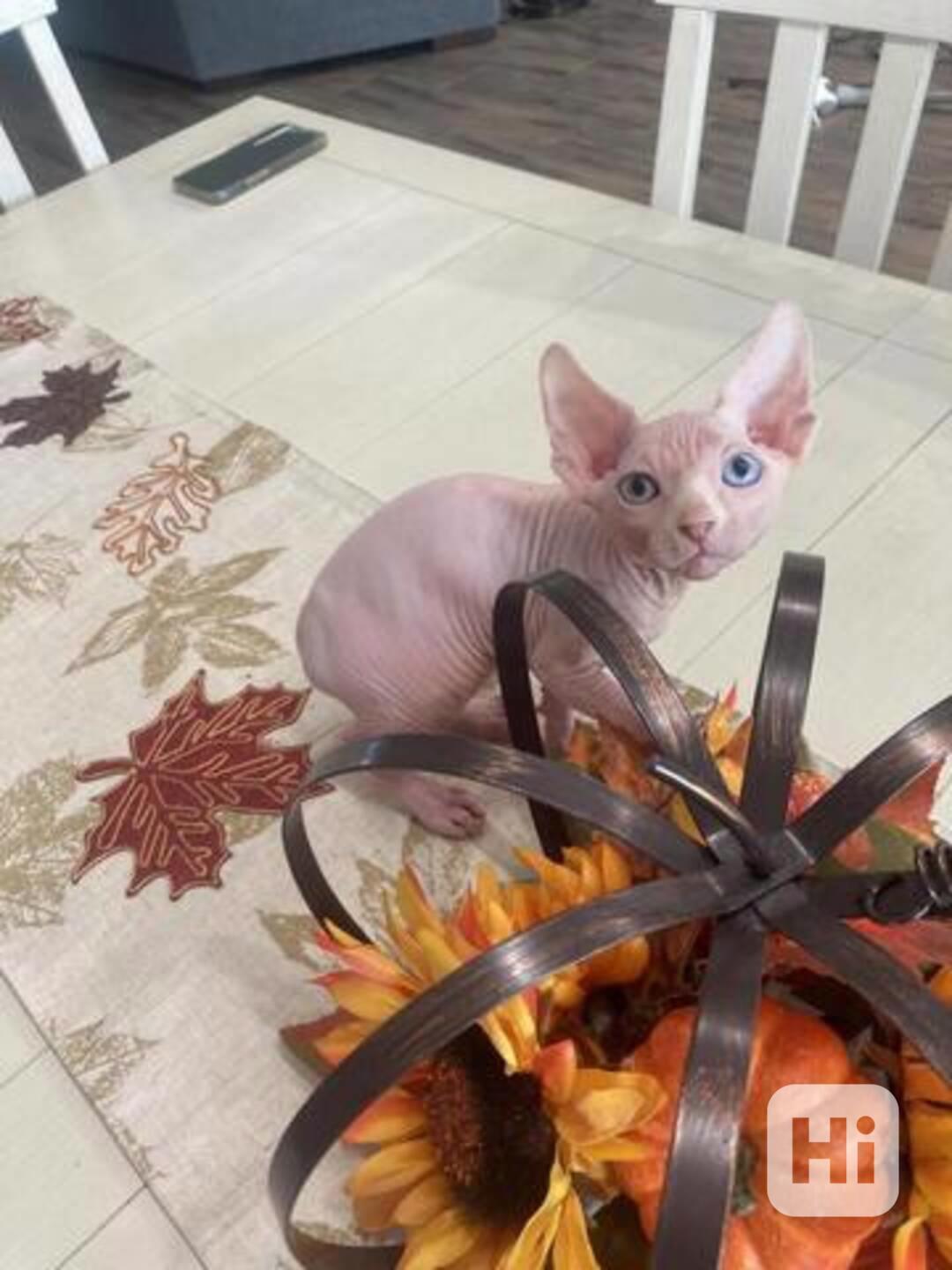 Koťata Sphynx - foto 1