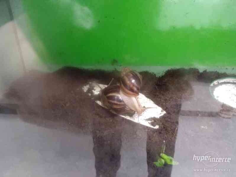 Šneci druhu Achatina immaculata - foto 2