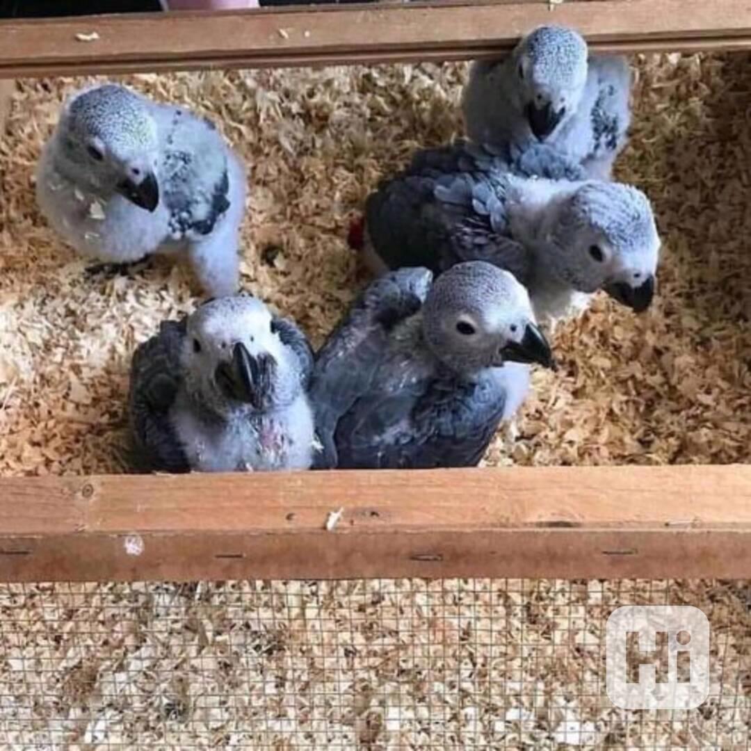 🦜✨ Ručně krmení, socializovaní papoušci - foto 1