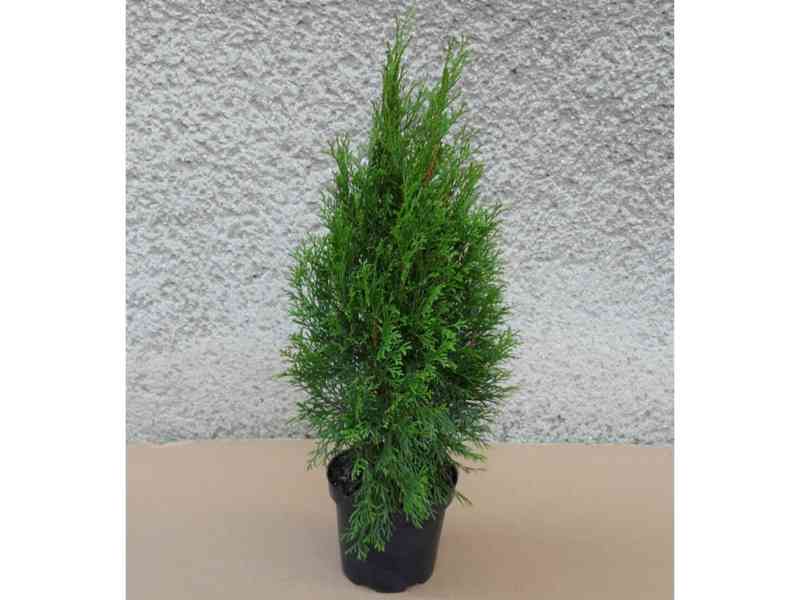 Thuje SMARAGD 40-50 cm a Thuje Japonica - foto 1