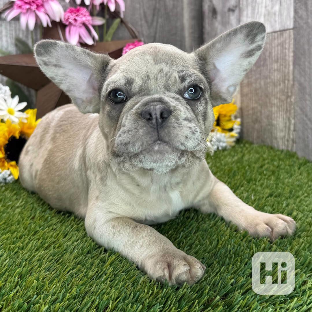 French bulldog - foto 1