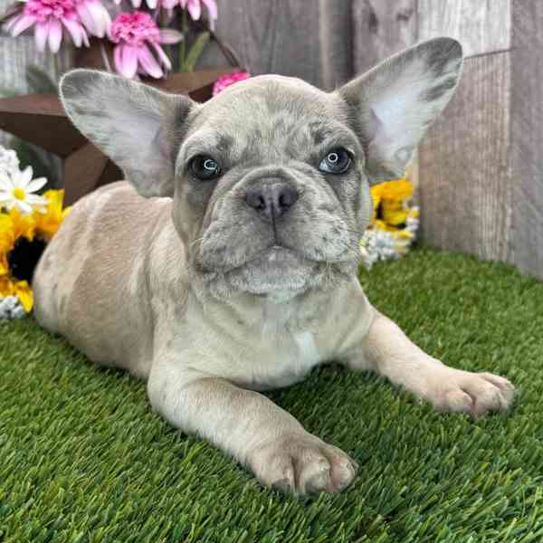 French bulldog - foto 2