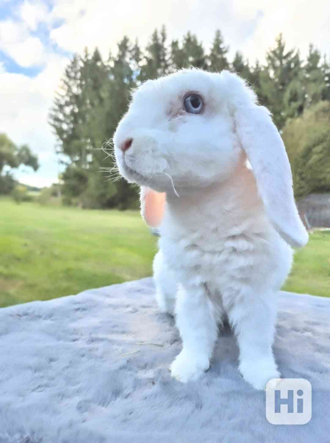 Zakrslý beránek - foto 1