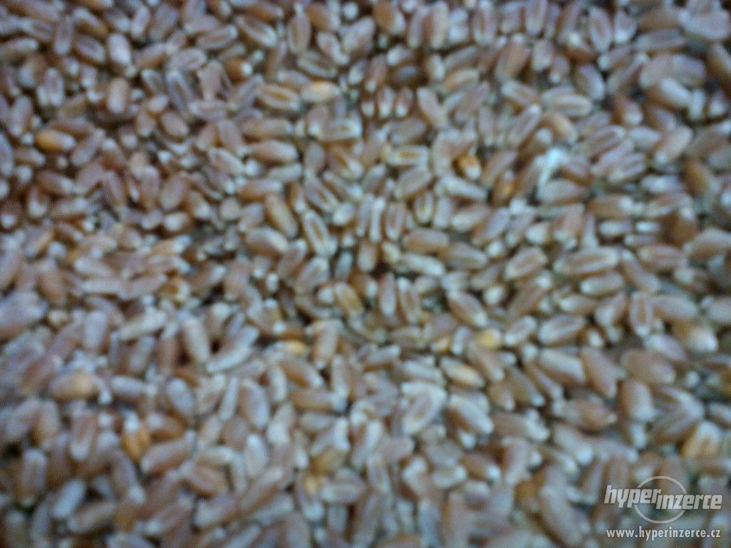Pšenice,ječmen,oves - foto 1