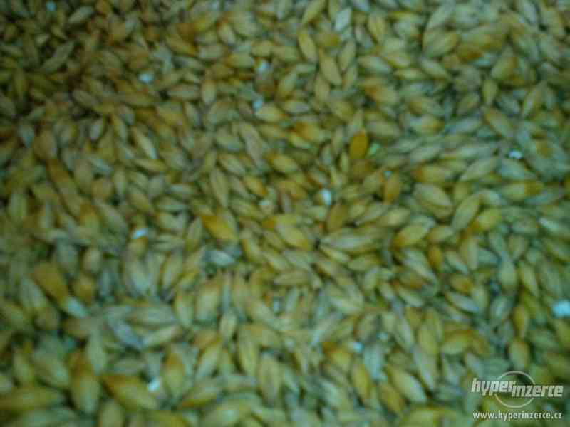 Pšenice,ječmen,oves - foto 2