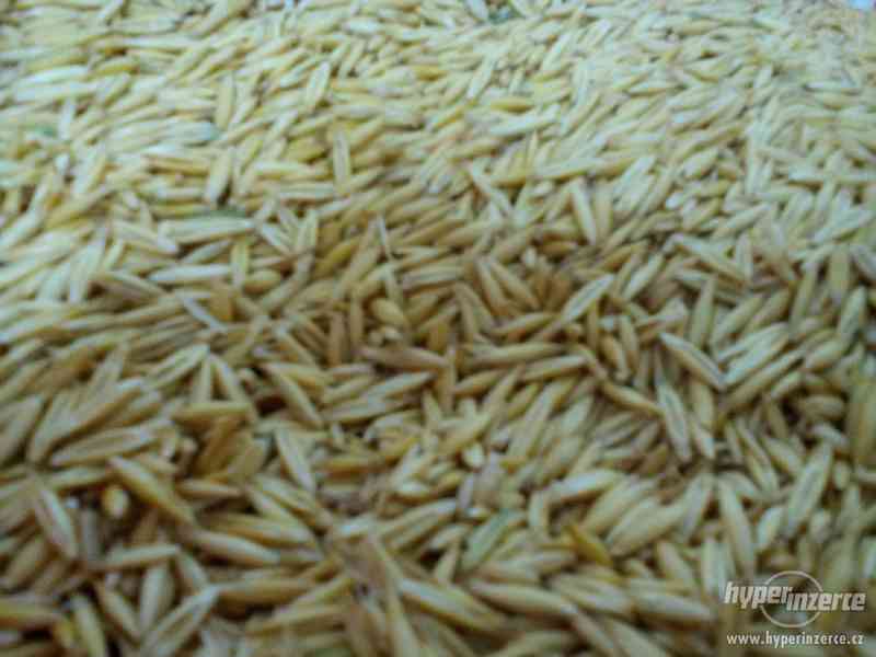 Pšenice,ječmen,oves - foto 3