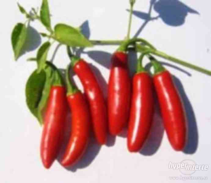 Chilli Serano tampiqueno - semena - foto 1