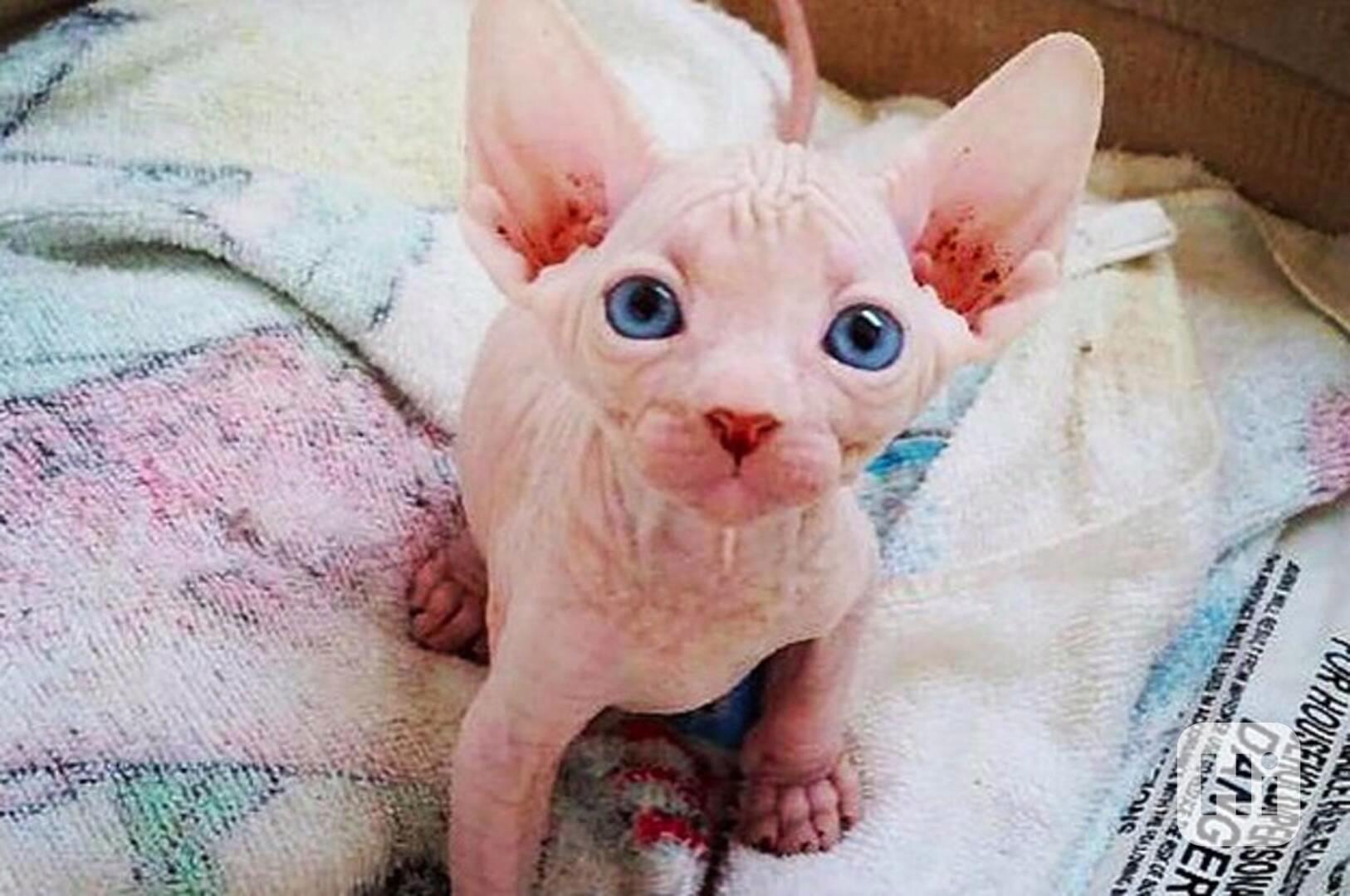 Koťata samečků Sphynx na prodej - foto 1