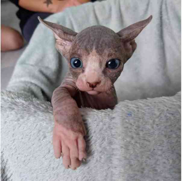 Koťata samečků Sphynx na prodej - foto 2