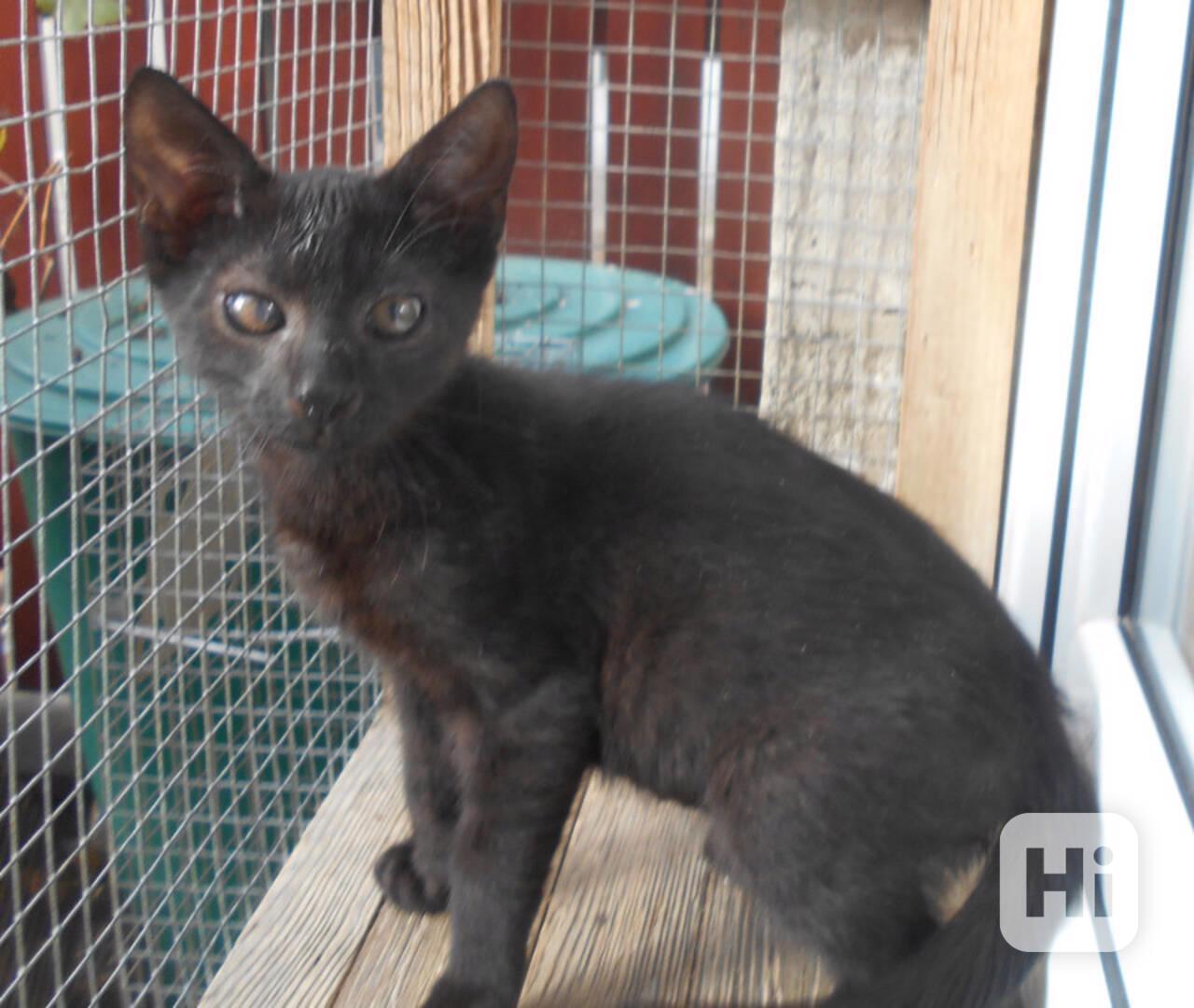 Hravý, akční, mazlivý 2,5měsíční černý Koumáček - foto 1