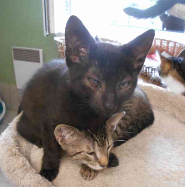 Hravý, akční, mazlivý 2,5měsíční černý Koumáček - foto 4