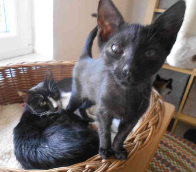 Hravý, akční, mazlivý 2,5měsíční černý Koumáček - foto 6