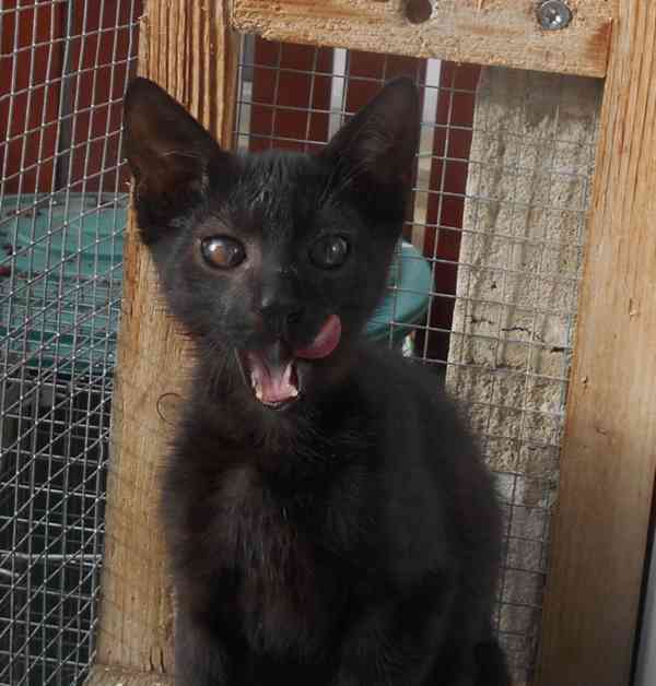 Hravý, akční, mazlivý 2,5měsíční černý Koumáček - foto 2