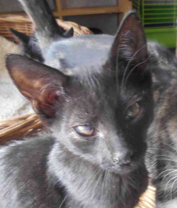 Hravý, akční, mazlivý 2,5měsíční černý Koumáček - foto 5