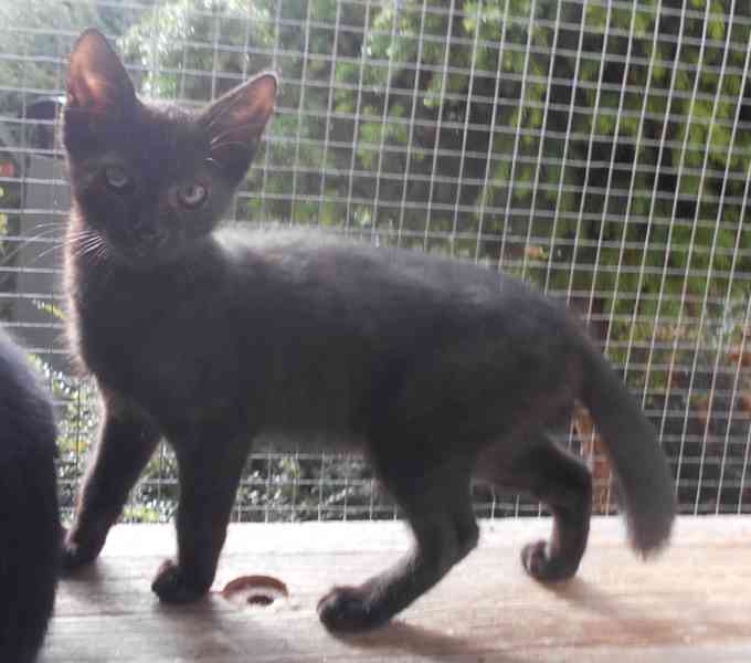 Hravý, akční, mazlivý 2,5měsíční černý Koumáček - foto 3