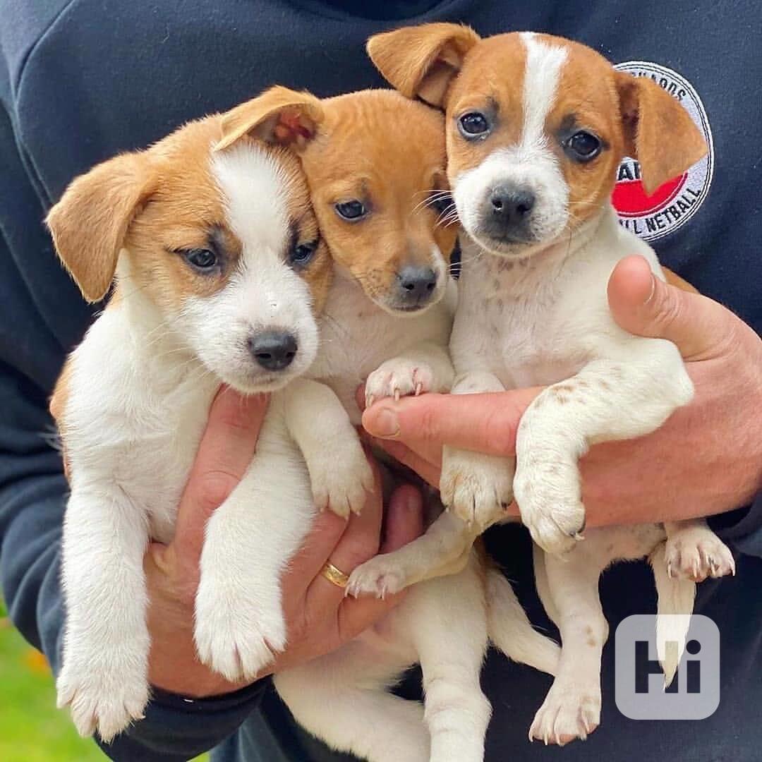 12 týdenní štěně jack russella k adopci zdarma  - foto 1