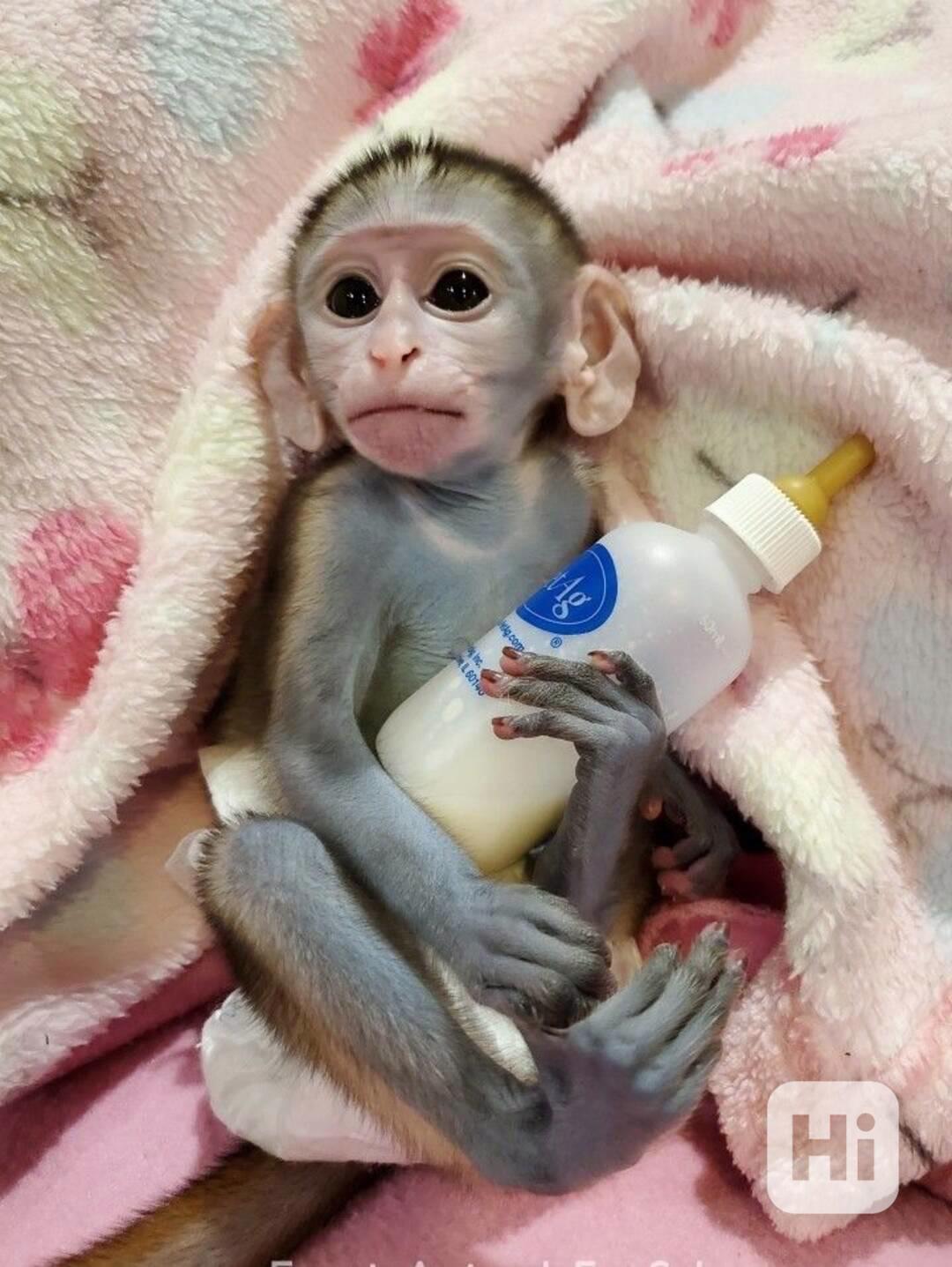 Ochočené kapucínské opice - foto 1