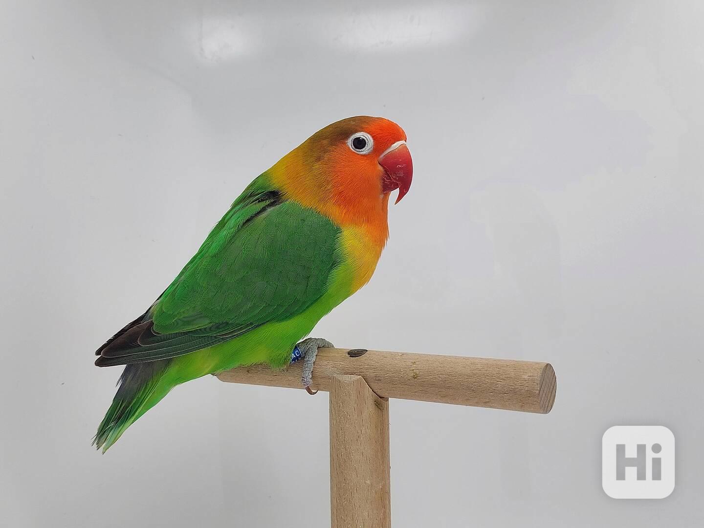 Agapornis fischeri  - foto 1