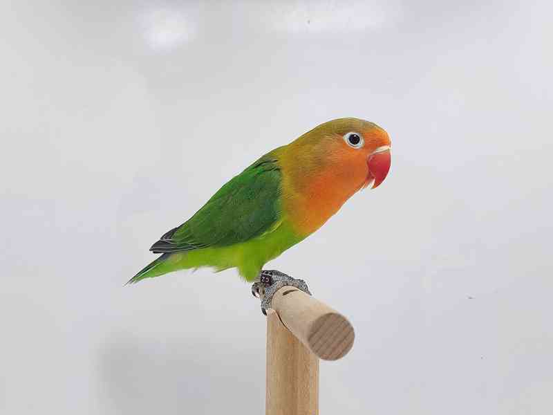 Agapornis fischeri  - foto 3