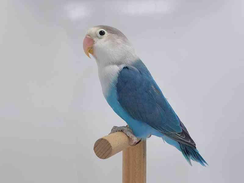 Agapornis fischeri  - foto 4