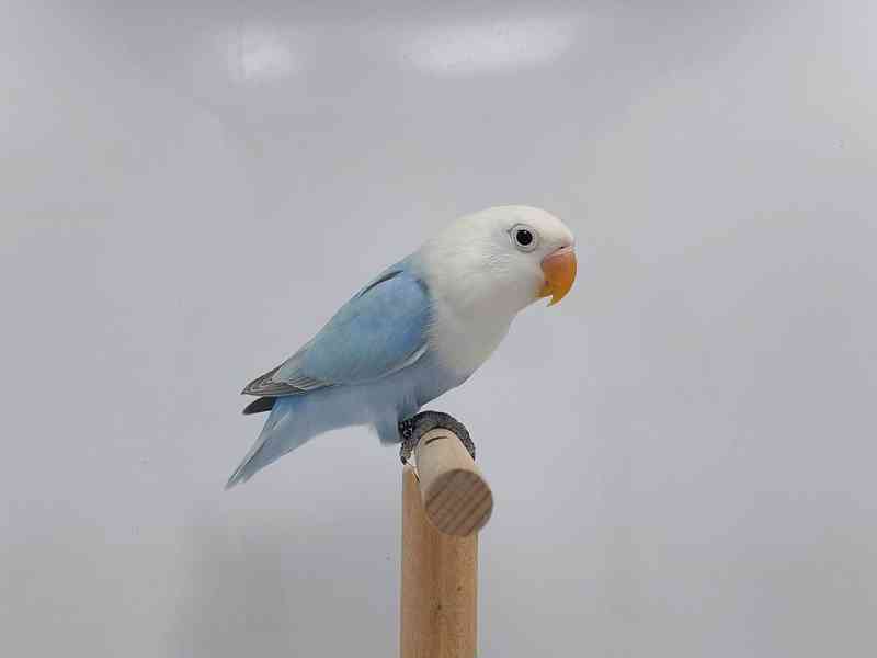 Agapornis fischeri  - foto 6