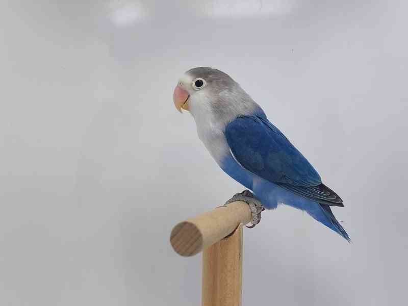 Agapornis fischeri  - foto 5