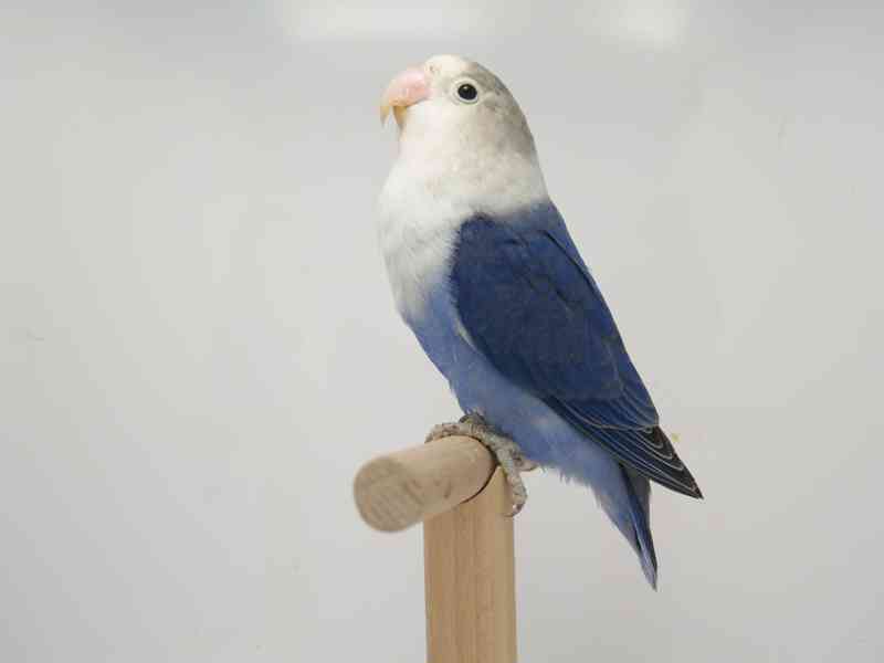 Agapornis fischeri  - foto 2