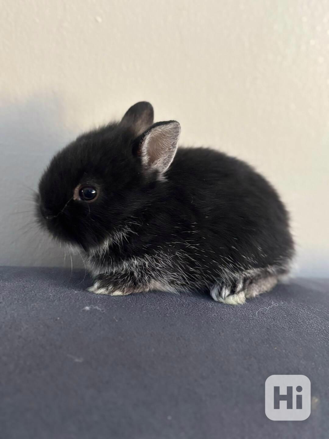 Zakrslý králík - foto 1