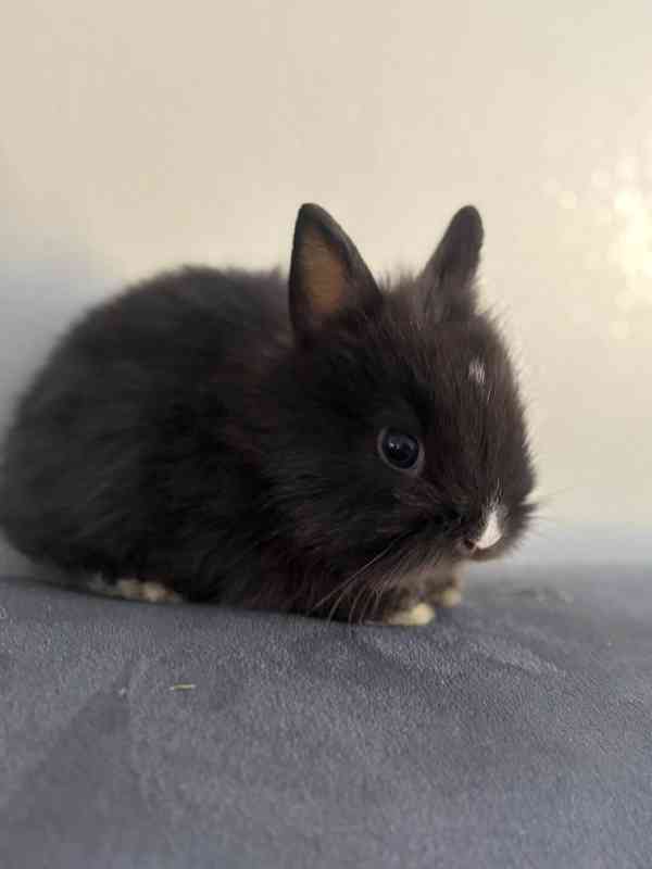 Zakrslý králík - foto 3