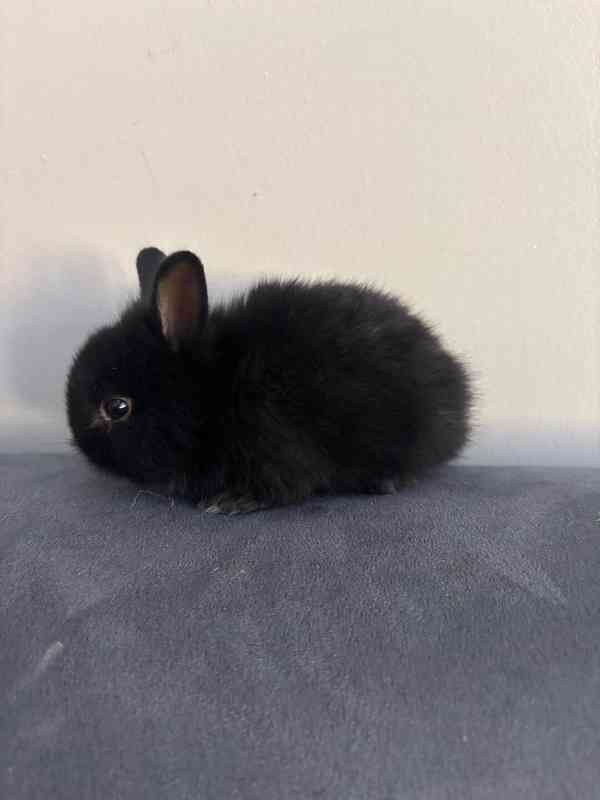Zakrslý králík - foto 2