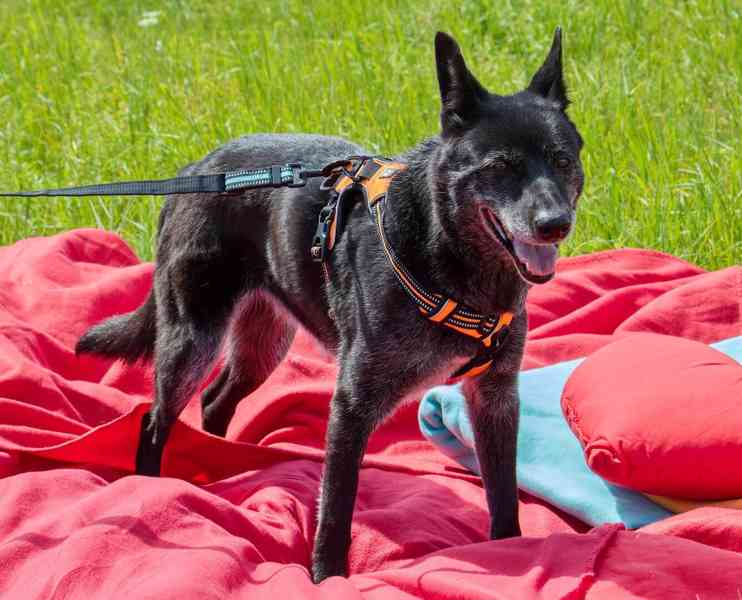KIKI - 17 kg, kastrovaná fenečka 9 let  - foto 3