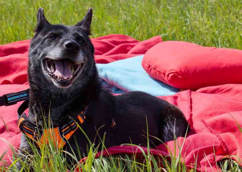 KIKI - 17 kg, kastrovaná fenečka 9 let  - foto 2