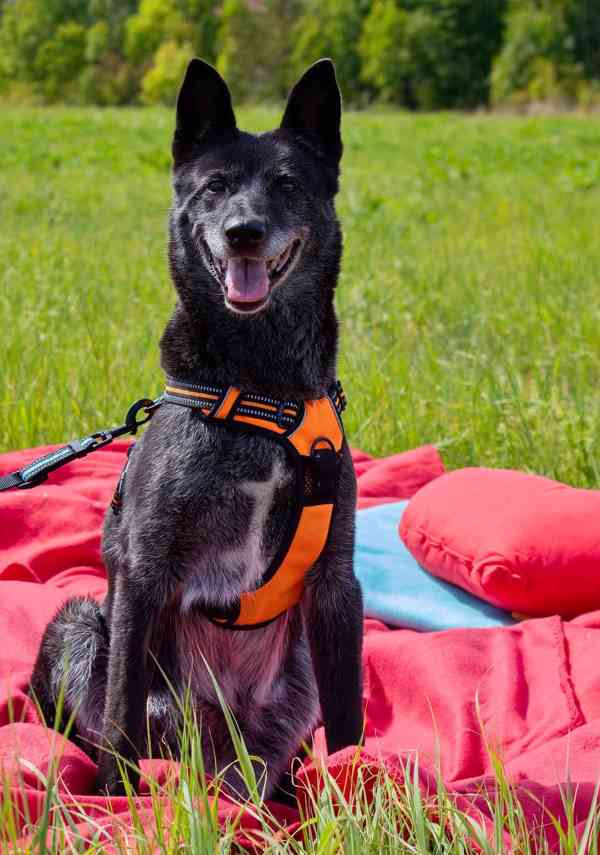 KIKI - 17 kg, kastrovaná fenečka 9 let  - foto 4