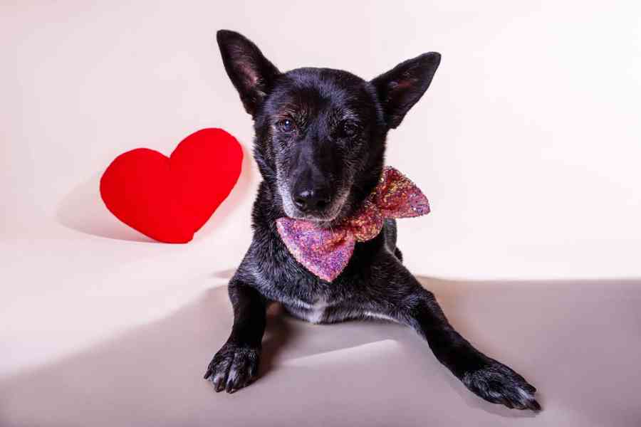 KIKI - 17 kg, kastrovaná fenečka 9 let - foto 1
