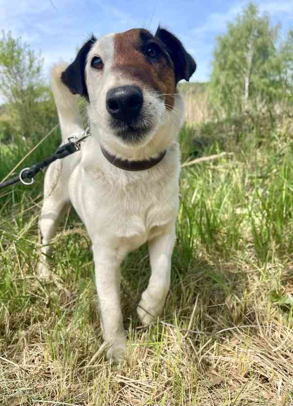 PIŠTA - Foxteriér, psík 2 roky  - foto 2