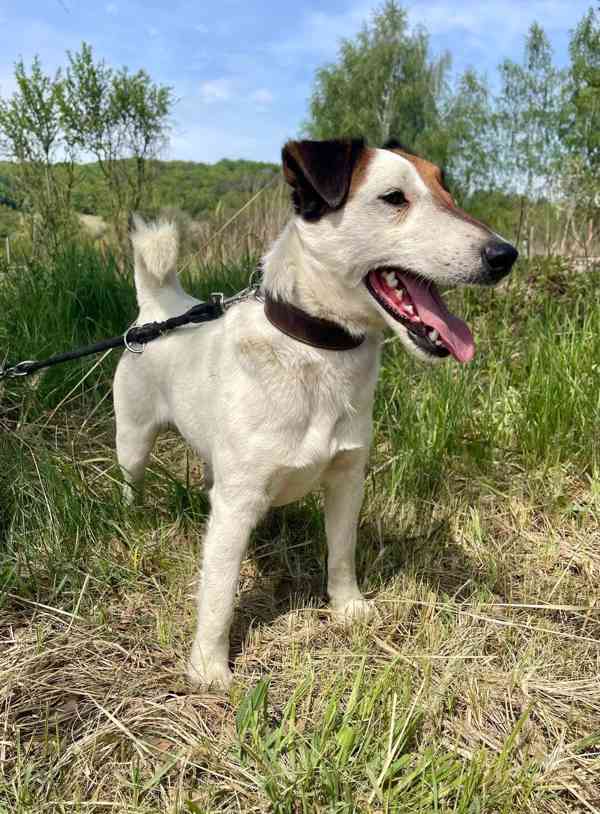 PIŠTA - Foxteriér, psík 2 roky  - foto 3