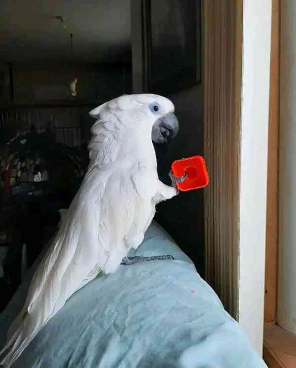 Znovunastěhování mých milovaných papoušků kakadu - foto 3