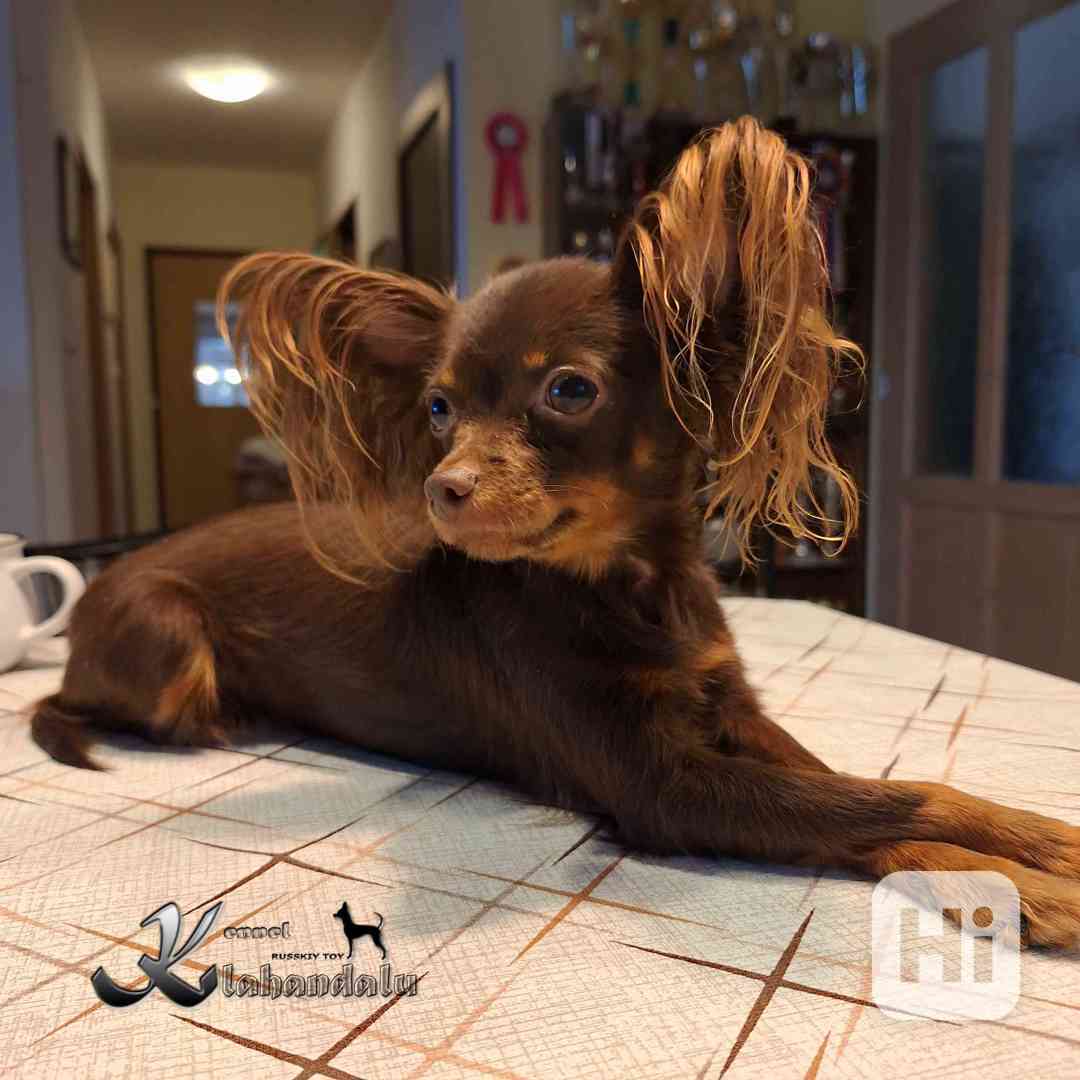 Ruský toy - štěně s PP (FCI) - foto 1