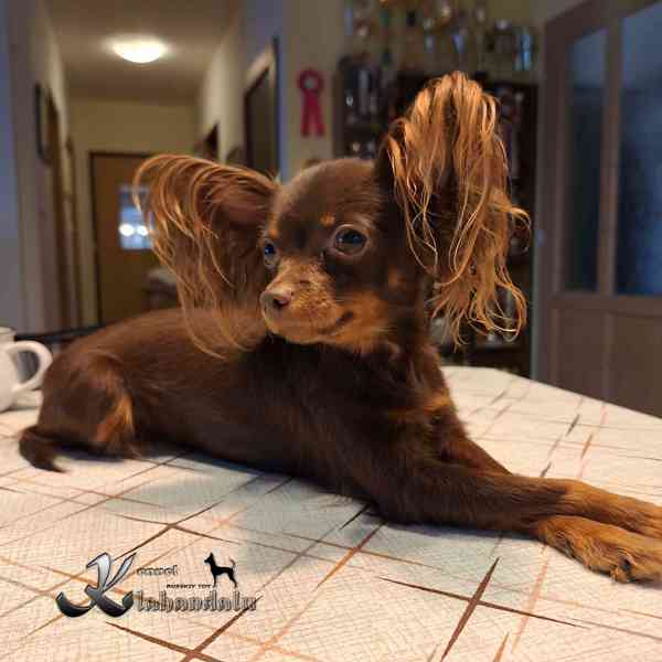 Ruský toy - štěně s PP (FCI)