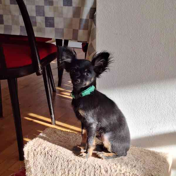 Ruský toy - štěně s PP (FCI) - foto 3