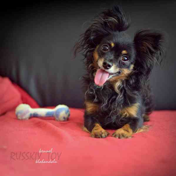 Ruský toy - štěně s PP (FCI) - foto 2