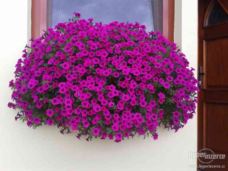 Zahradnictví-Valinová Surfinie mini Purple - foto 1