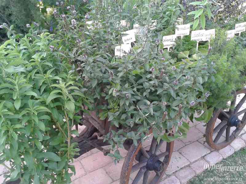 Zahradnictví-Valinová Surfinie mini Purple - foto 4