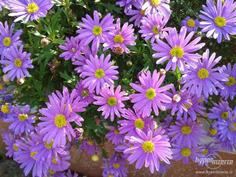 Zahradnictví-Valinová Surfinie mini Purple - foto 5