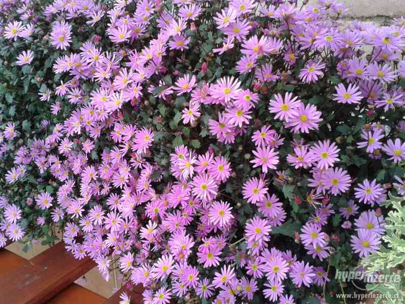Zahradnictví-Valinová Surfinie mini Purple - foto 7