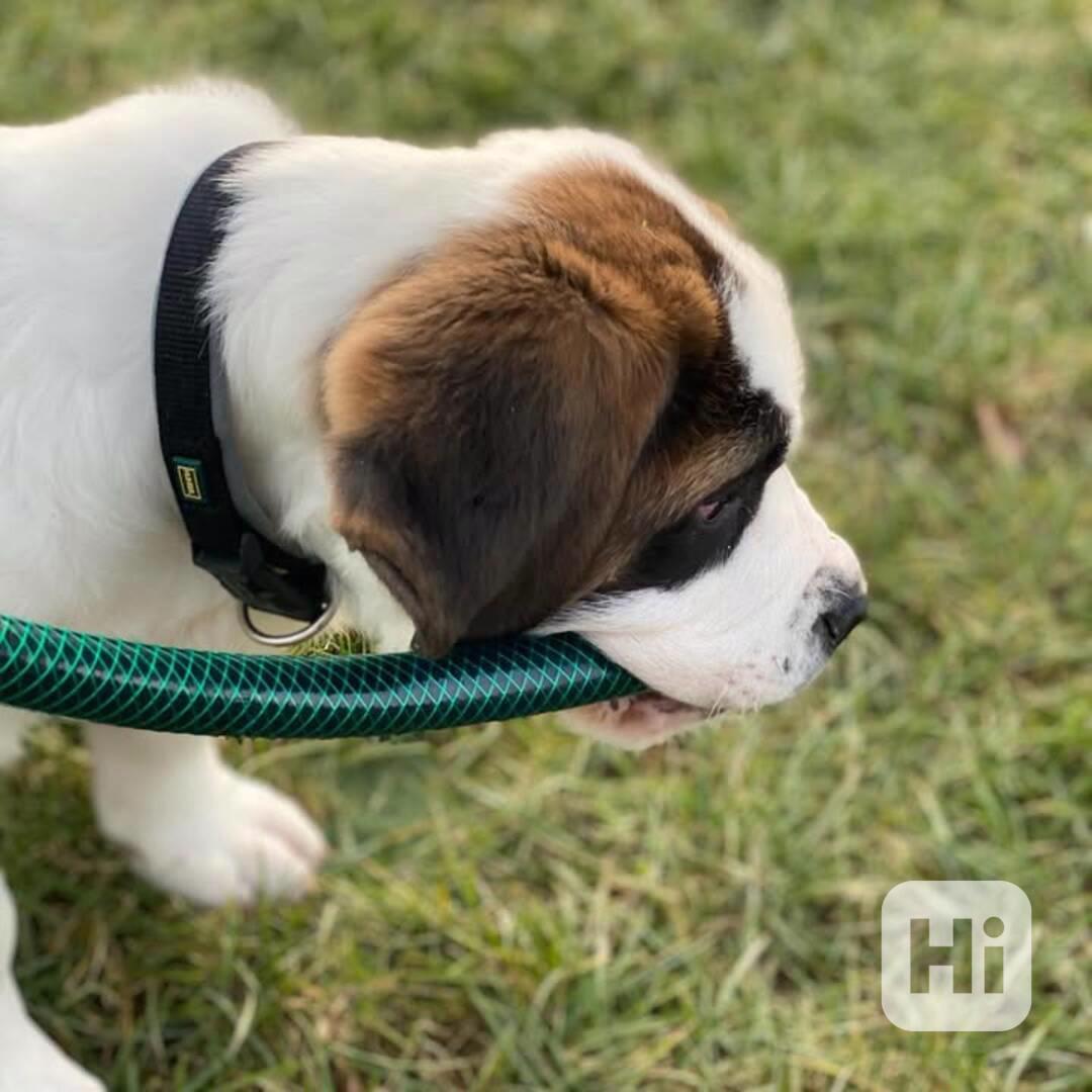 Štěně bernardince k adopci zdarma. - foto 1