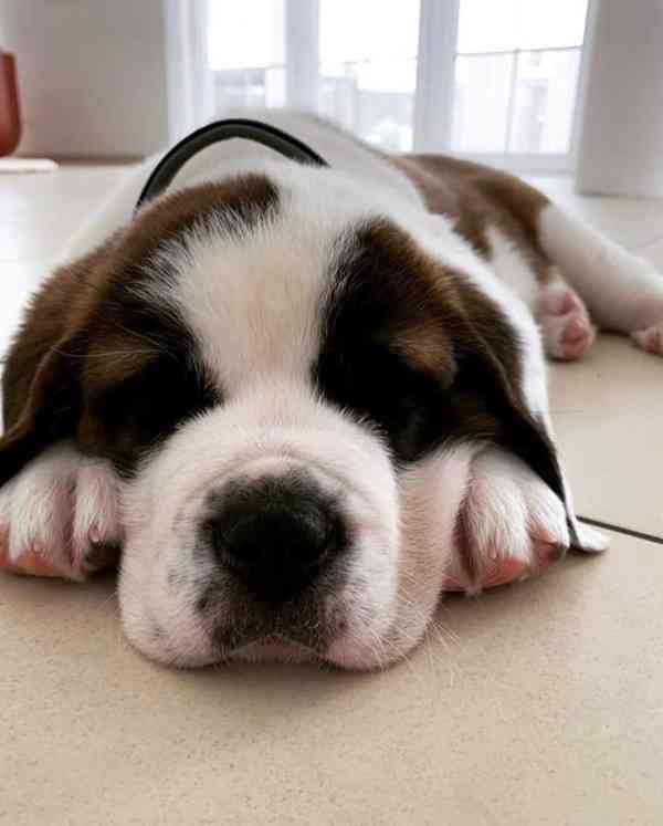 Štěně bernardince k adopci zdarma. - foto 5