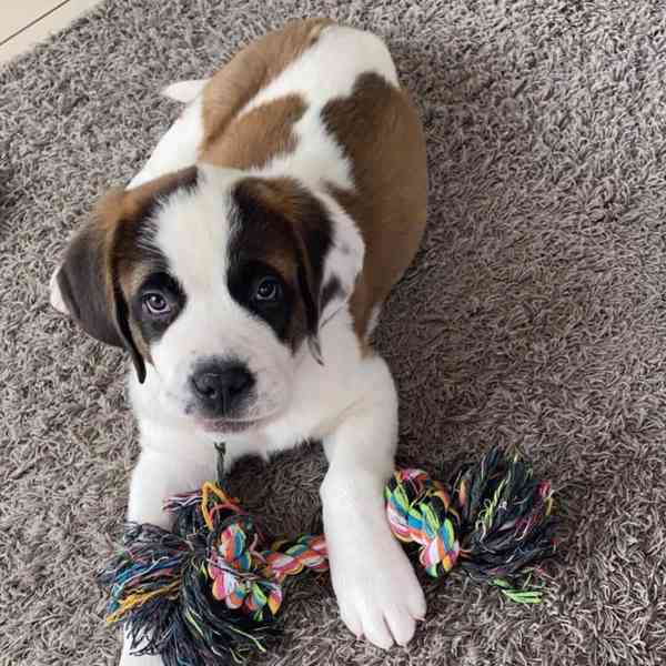 Štěně bernardince k adopci zdarma. - foto 4